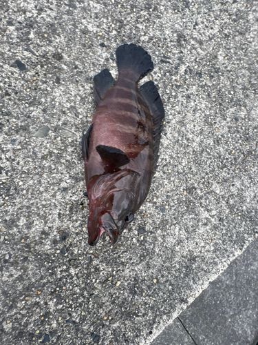 ヤミハタの釣果