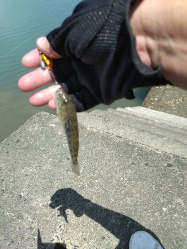 マハゼの釣果