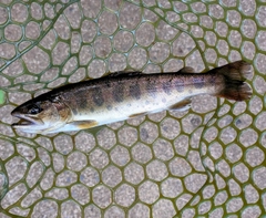 ヤマメの釣果