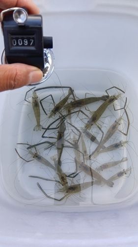 テナガエビの釣果
