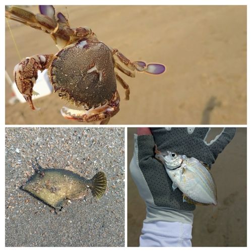 カニの釣果