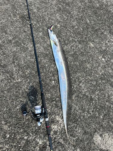 タチウオの釣果