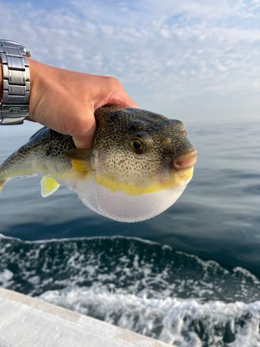 ショウサイフグの釣果