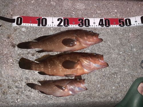 キジハタの釣果