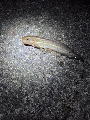 ゴンズイの釣果