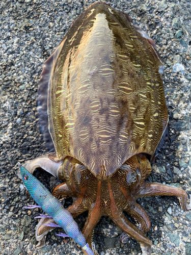 モンゴウイカの釣果