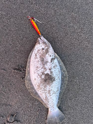 ヒラメの釣果