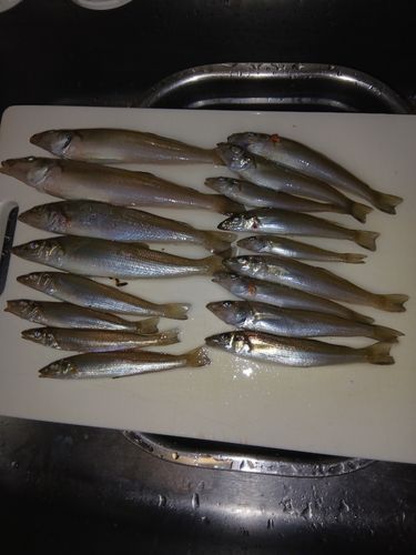 キスの釣果