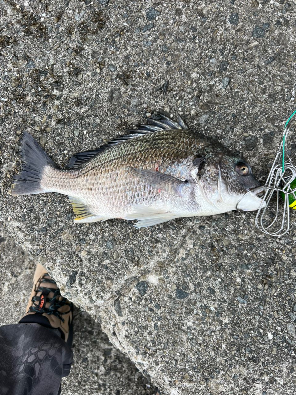 SHIMANO 15パワーエアロ プロサーフ 標準仕様の最安値・インプレ・釣果