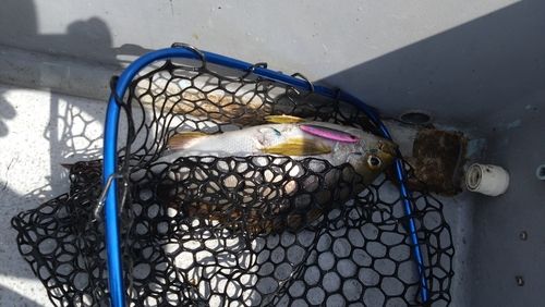 イサキの釣果