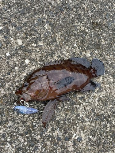 ヤミハタの釣果