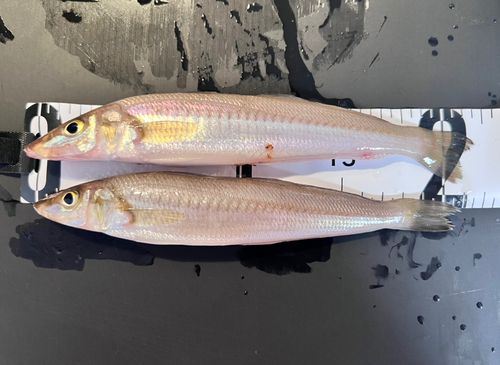 キスの釣果