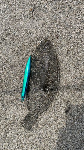 ソゲの釣果