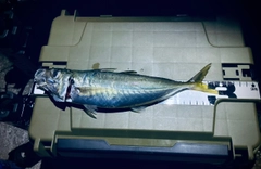 マルアジの釣果