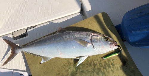 カンパチの釣果