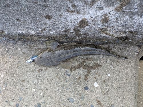 マゴチの釣果