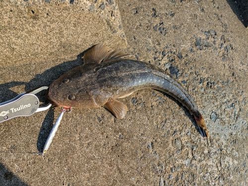 マゴチの釣果