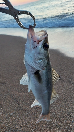 マルスズキの釣果