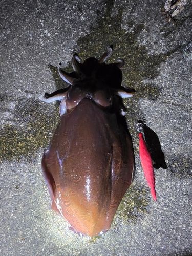 コウイカの釣果