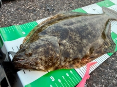 ヒラメの釣果