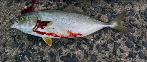 ワカシの釣果