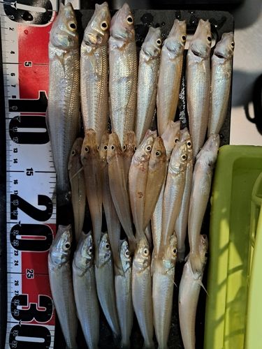 キスの釣果
