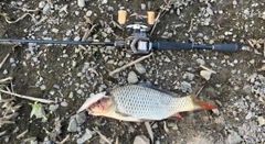 フナの釣果