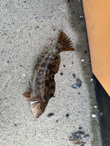 アイナメの釣果