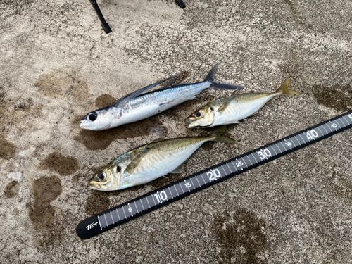 アジの釣果
