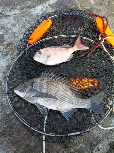マダイの釣果