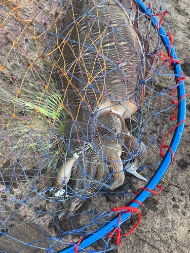 モンゴウイカの釣果