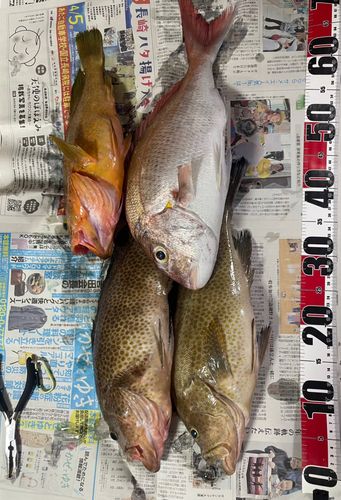 オオモンハタの釣果