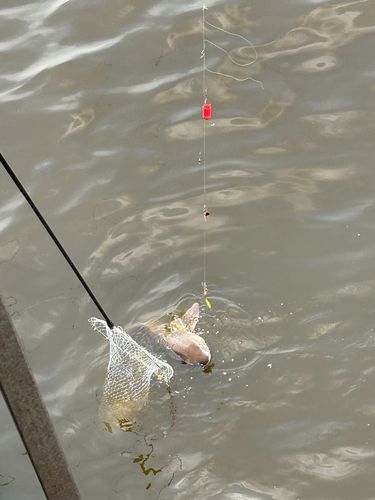 ドチザメの釣果