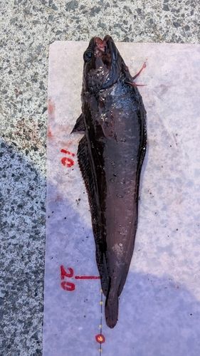 ドンコの釣果
