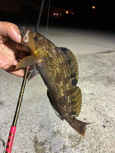 タナゴの釣果