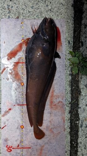 ドンコの釣果