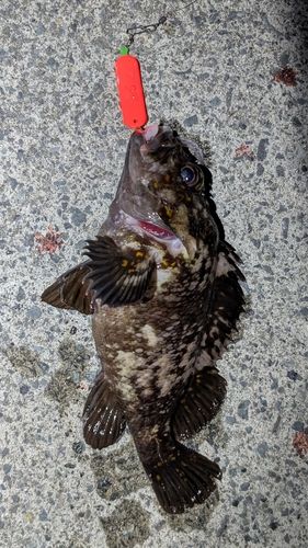 ソイの釣果