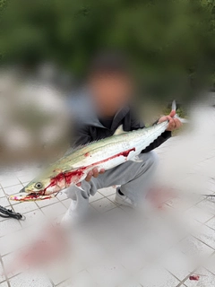 サワラの釣果
