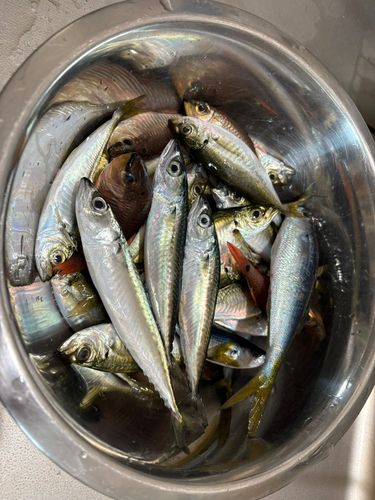 サバの釣果