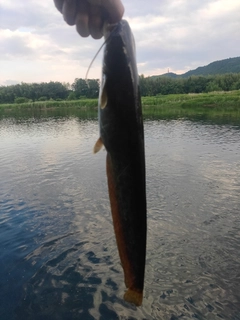 ナマズの釣果