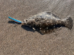 ソゲの釣果