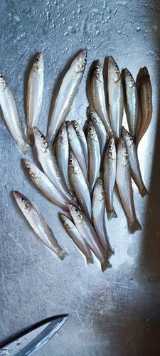 シロギスの釣果