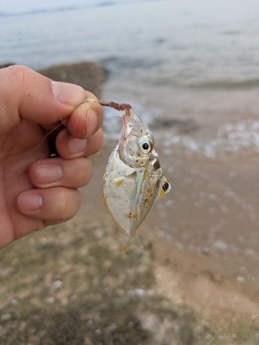 ヒイラギの釣果
