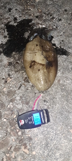 モンゴウイカの釣果