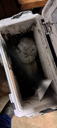 モンゴウイカの釣果
