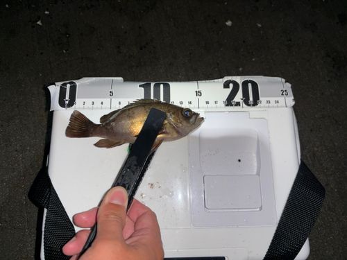 メバルの釣果