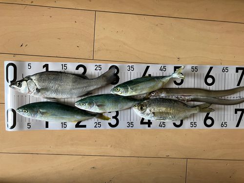 ワカシの釣果