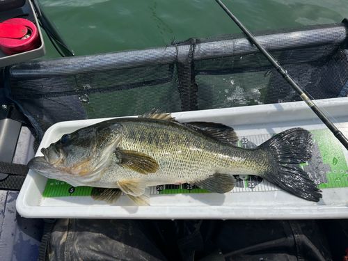 ラージマウスバスの釣果