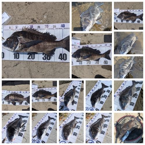チヌの釣果