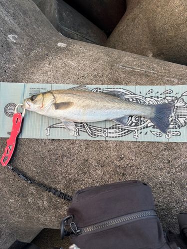 大津漁港で釣れたシーバスの釣り・釣果情報 - アングラーズ | 釣果600